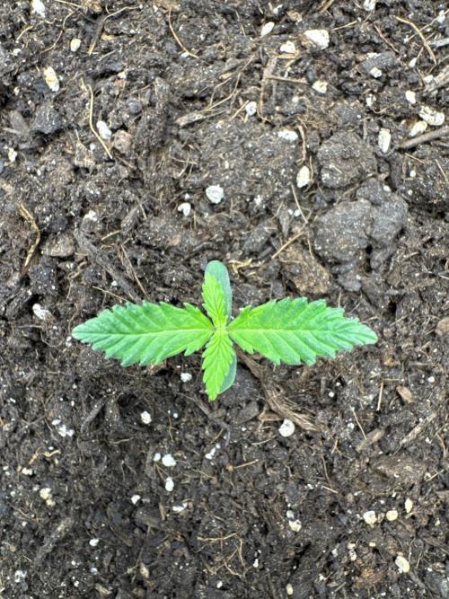 Auto Gorilla Cake. Week 1