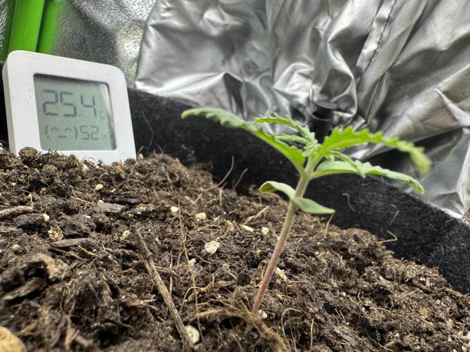 Gorill Cake Auto. Week 2 - 15 Day