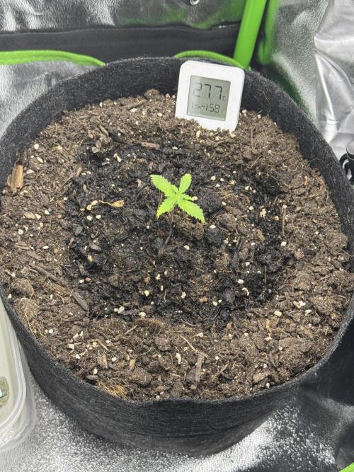 Auto Gorilla Cake. Week 2