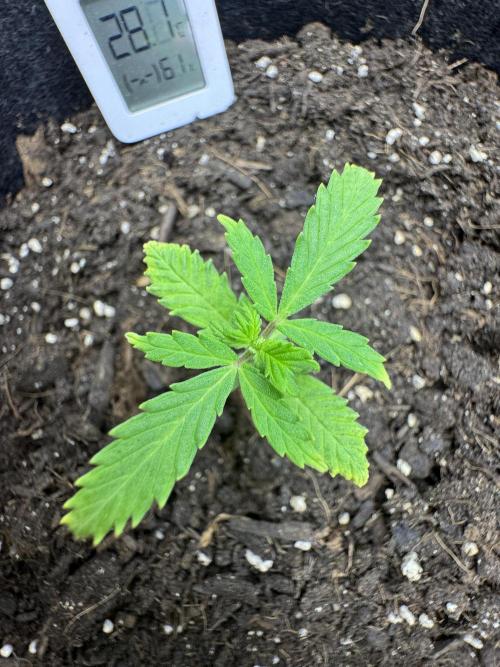 Gorill Cake Auto. Week 3