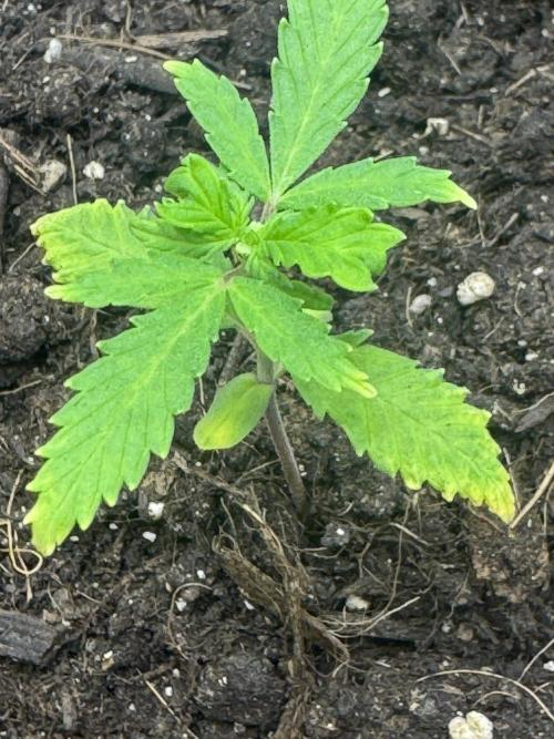 Gorill Cake Auto. Week 3