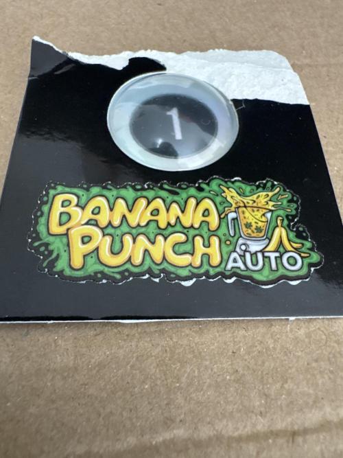 Banana Punch Auto. Week 0