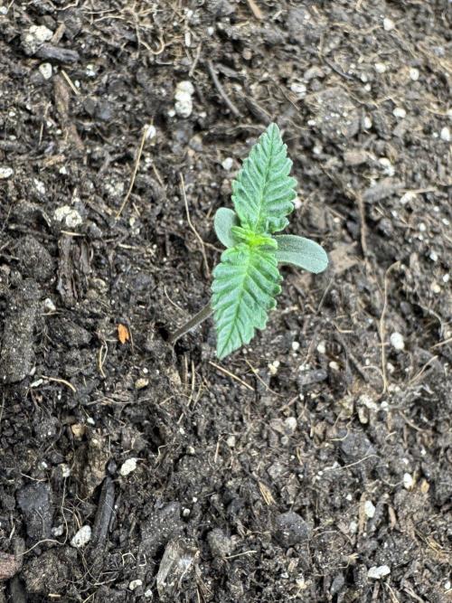 Hope.. Week 0