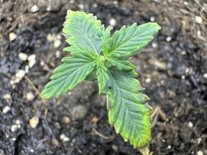 Banana Punch Auto. Week 1