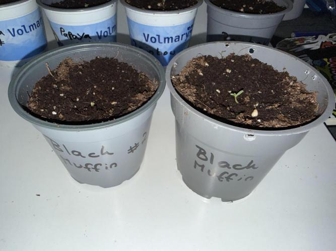 Sweet Seeds Monster Mainlining. Week 0