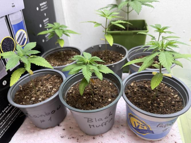 Sweet Seeds Monster Mainlining. Week 1