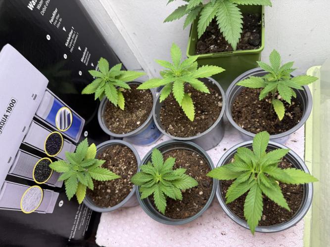 Sweet Seeds Monster Mainlining. Week 1