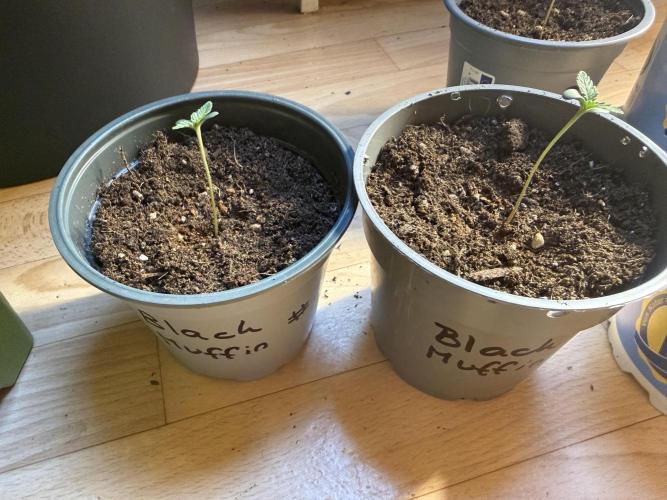 Sweet Seeds Monster Mainlining. Week 0