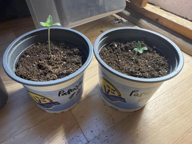 Sweet Seeds Monster Mainlining. Week 0