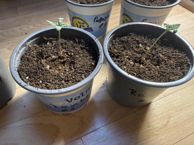 Sweet Seeds Monster Mainlining. Week 0