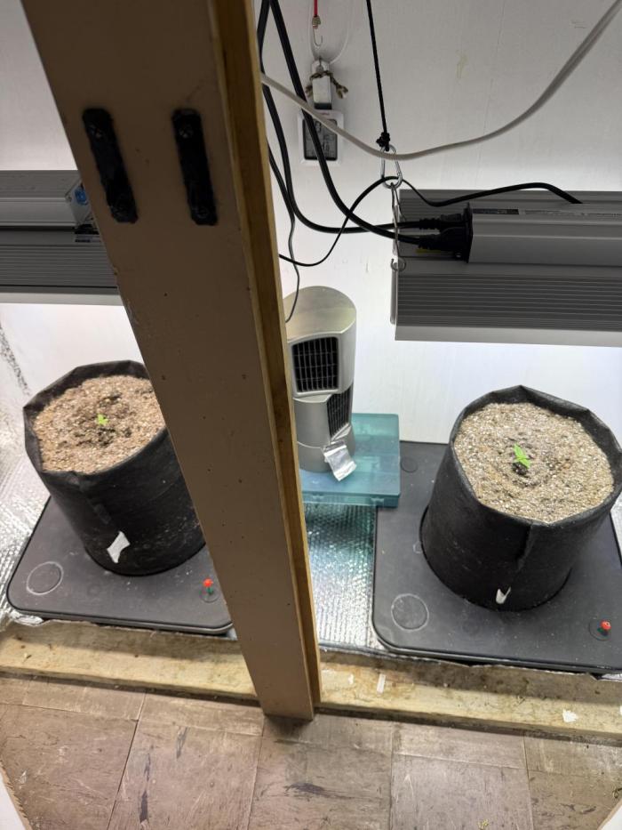 Amsterdam ambition. Week 1 - Sweet cherry kush left, white widow right