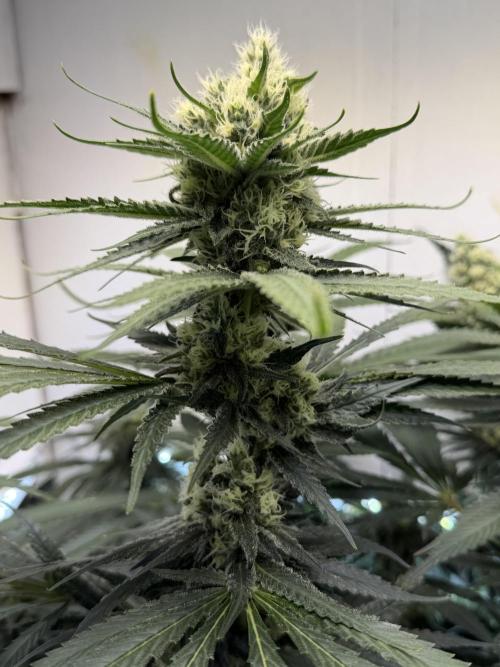 Amsterdam ambition. Week 11 - SCK cola