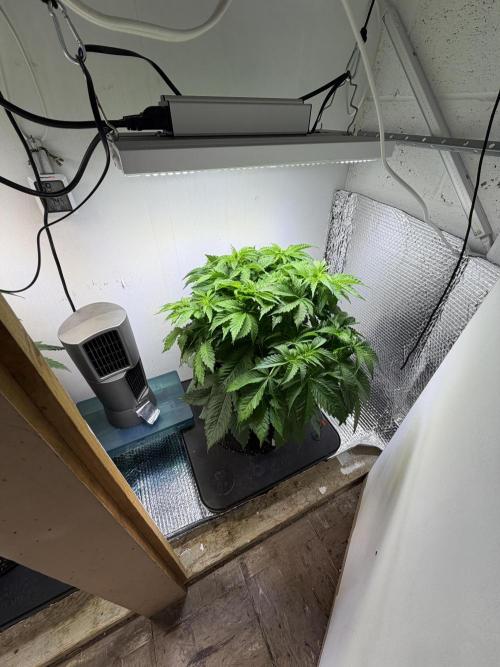 Amsterdam ambition. Week 5 - WW after topping 5/6/2026