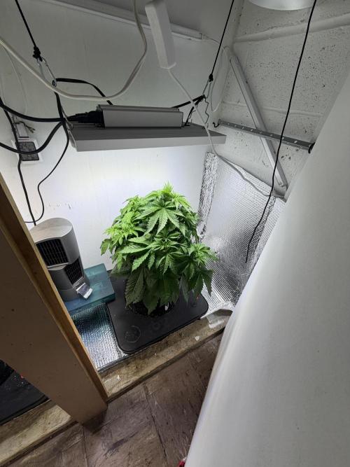Amsterdam ambition. Week 5 - WW prior to topping 5/3/2026