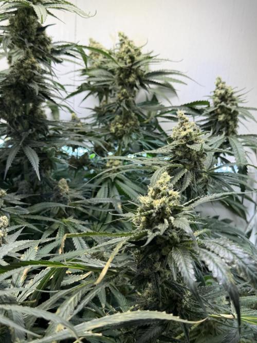 Sweet Cherry Kush & White Widow. Week 12 - Sweet cherry kush 7/2