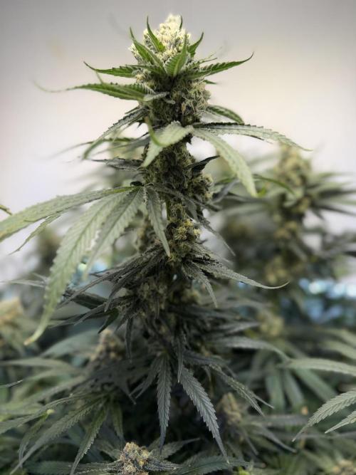 Sweet Cherry Kush & White Widow. Week 12 - Sweet cherry kush 7/2
