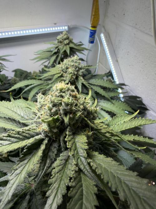 Sweet Cherry Kush & White Widow. Week 12 - White widow 7/2
