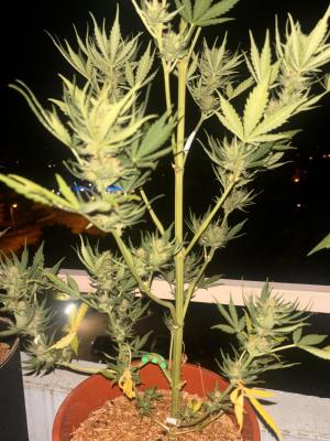 Comment by Weedcouple1998 photo #1
