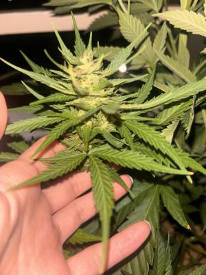 Comment by Weedcouple1998 photo #2