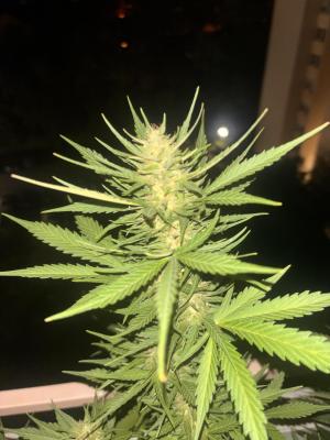 Comment by Weedcouple1998 photo #3