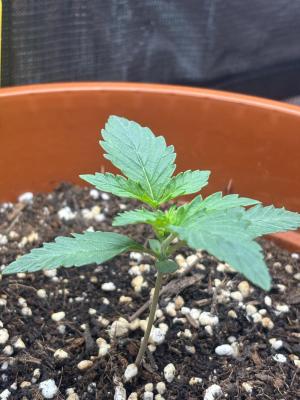 Comment by Weedcouple1998 photo #5