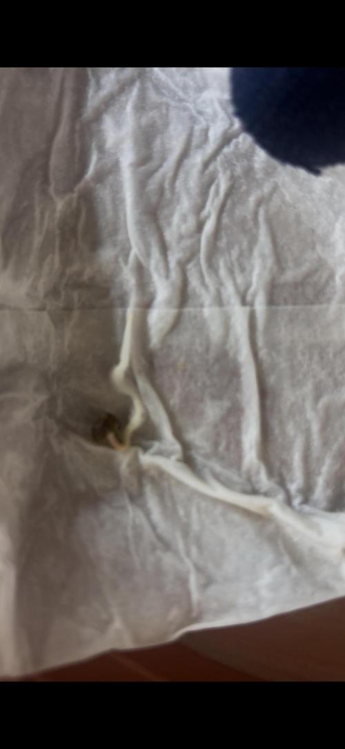 Medusas Harvest Diary. Week 0 - That‘s a Apple Betty Auto seed sprouting