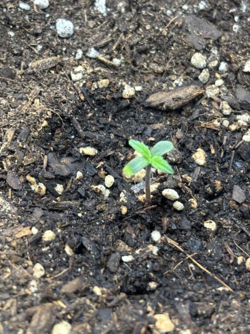 Medusas Harvest Diary. Week 1