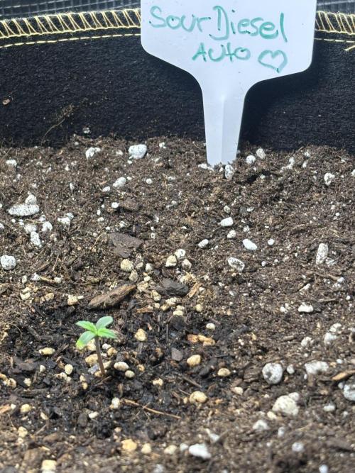 Medusas Harvest Diary. Week 1