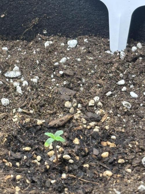 Medusas Harvest Diary. Week 1