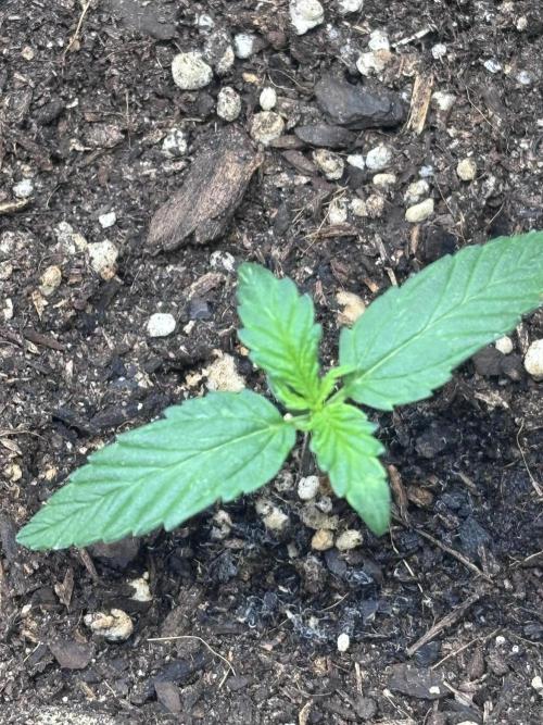Medusas Harvest Diary. Week 2