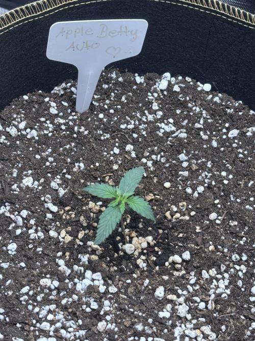 Medusas Harvest Diary. Week 2