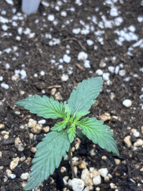 Medusas Harvest Diary. Week 2