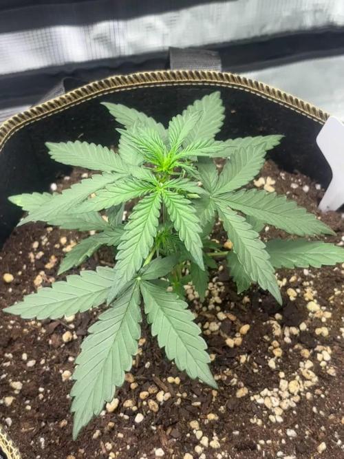 Medusas Harvest Diary