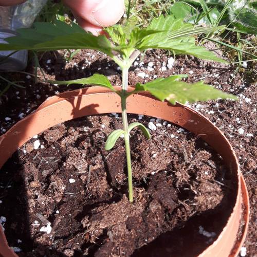 +speed auto devil outdoor UK. Week 2