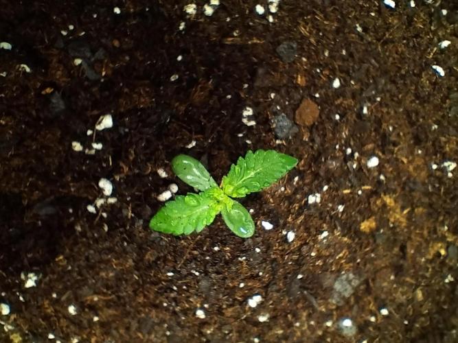 Fasto GMO f1 auto. Week 0