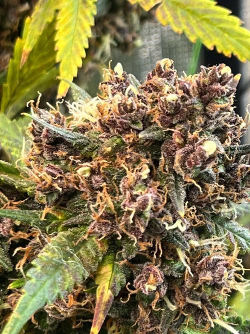 fastbuds hydroponic dwc. Week 9
