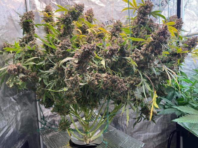 fastbuds hydroponic dwc. Week 9