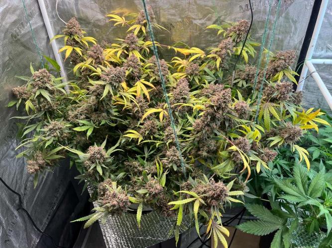 fastbuds hydroponic dwc. Week 9