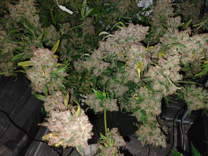 fastbuds hydroponic dwc. Week 9