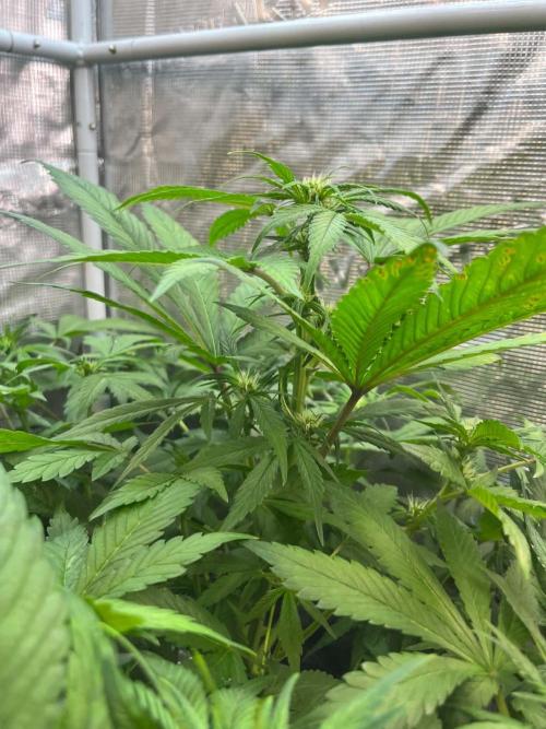 fastbuds hydroponic dwc. Week 3 - I almost snapped off main stem beginning of flower luckily it recovered but can't train it now