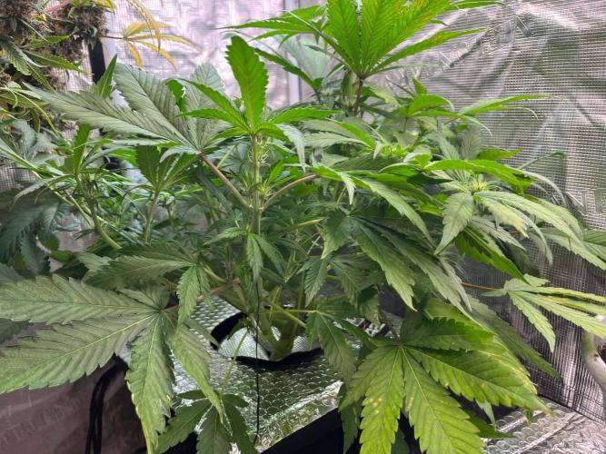 fastbuds hydroponic dwc. Week 3