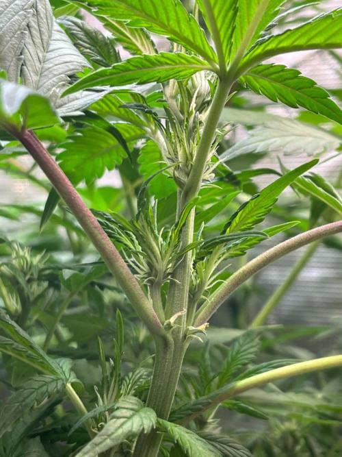 fastbuds hydroponic dwc. Week 3