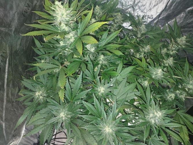 fastbuds hydroponic dwc. Week 4