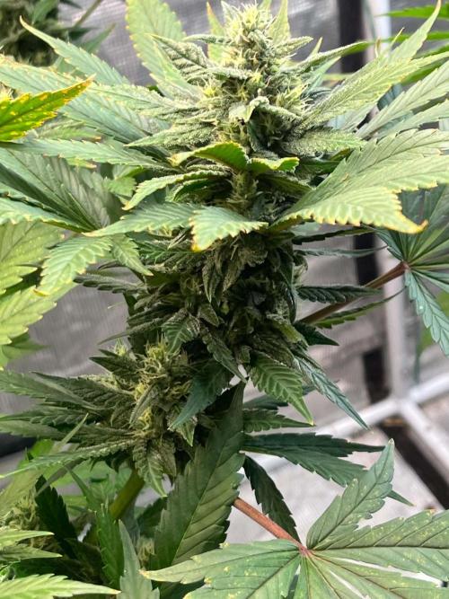 fastbuds hydroponic dwc. Week 4