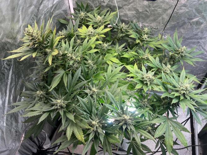 fastbuds hydroponic dwc. Week 4