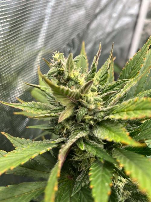 fastbuds hydroponic dwc. Week 4