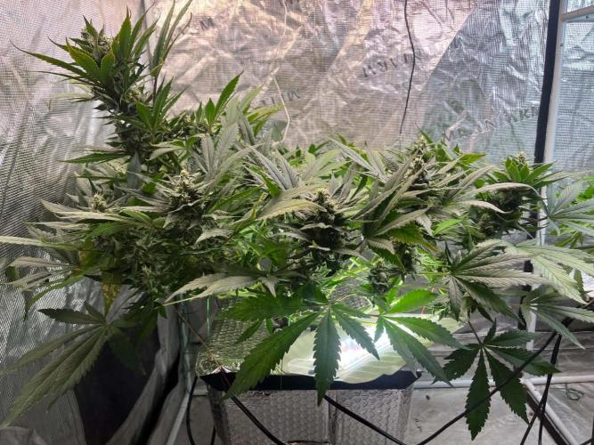2-in-1 Grow Tent 48x36x72. Week 4
