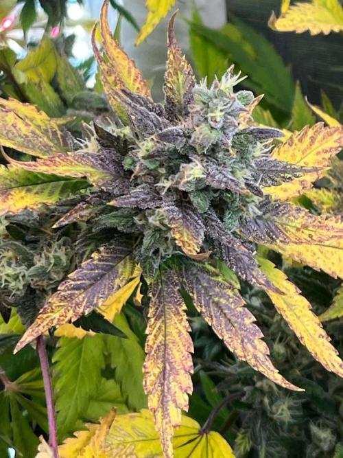 fastbuds hydroponic dwc. Week 6
