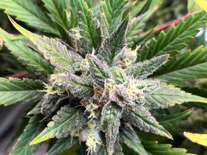 fastbuds hydroponic dwc. Week 6