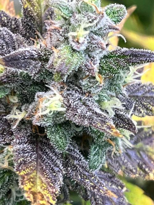 fastbuds hydroponic dwc. Week 6